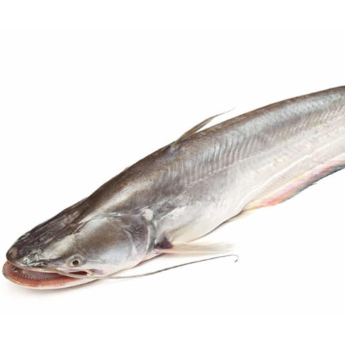 Frozen Catfish