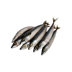 Mackerel Fish