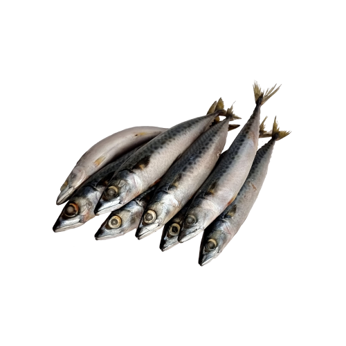 Mackerel Fish