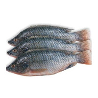Frozen Tilapia