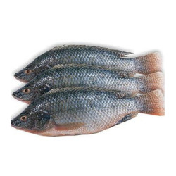 Frozen Tilapia Frozen Tilapia